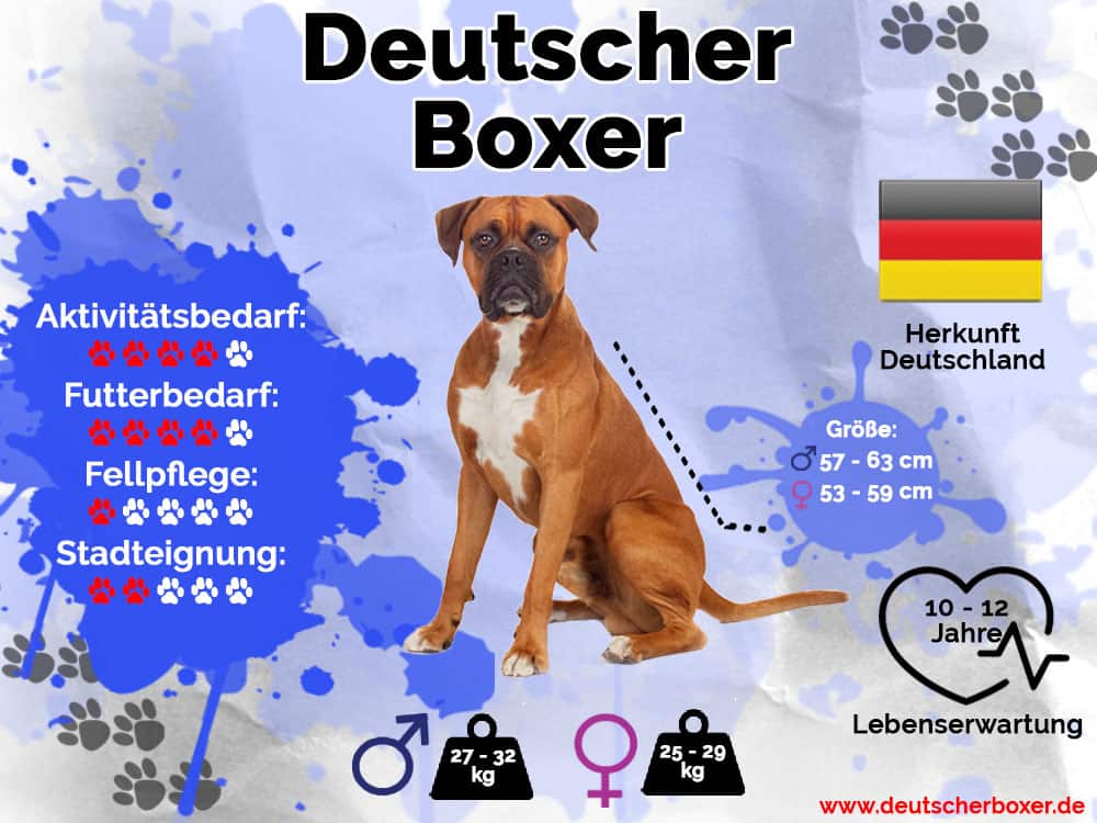 Deutscher Boxer Infografik mit Größe, Gewicht, Herkunft, Lebenserwartung, Aktivitätsbedarf, Futterbedarf, Fellpflege und Stadteignung