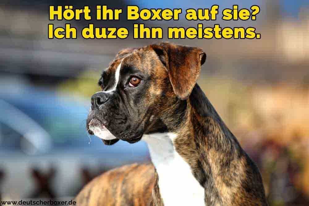 Ein trauriger Boxer