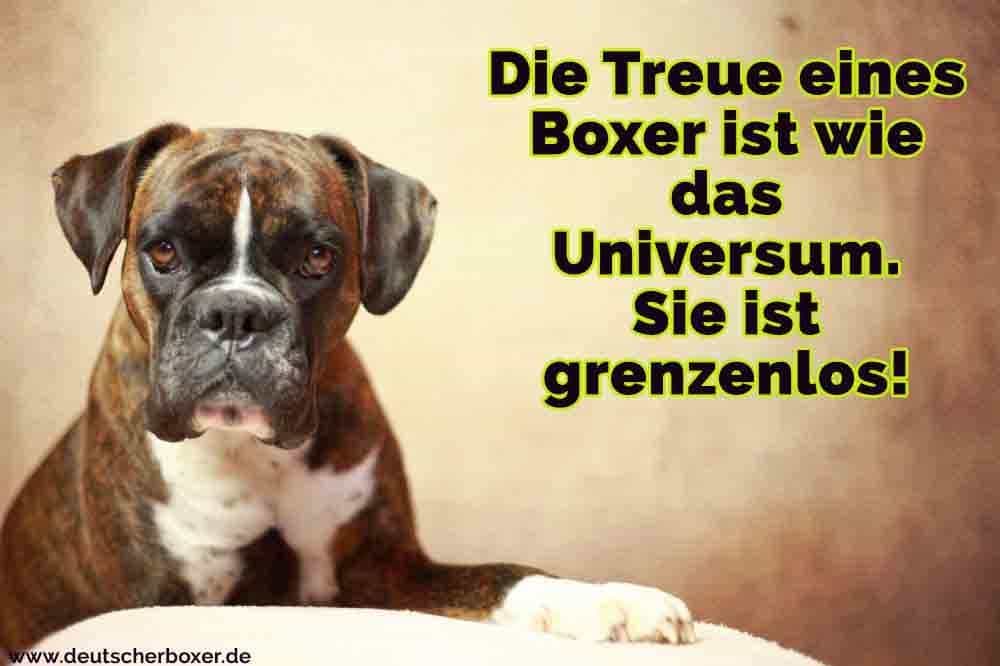 Ein trauriger Boxer