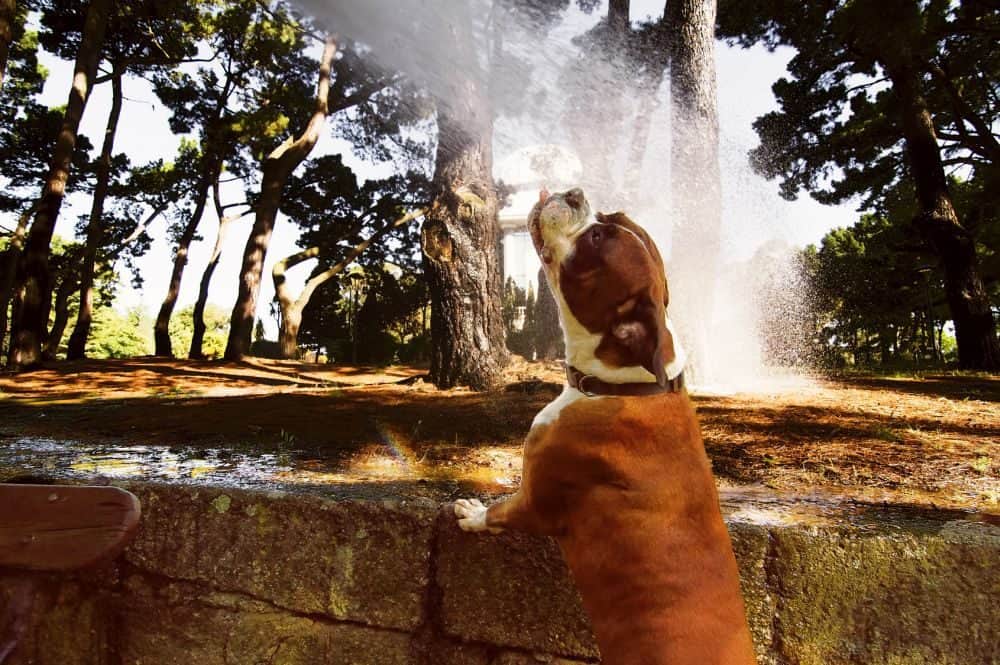 Boxer trinkt an einem Gartenschlauch Wasser im Sommer