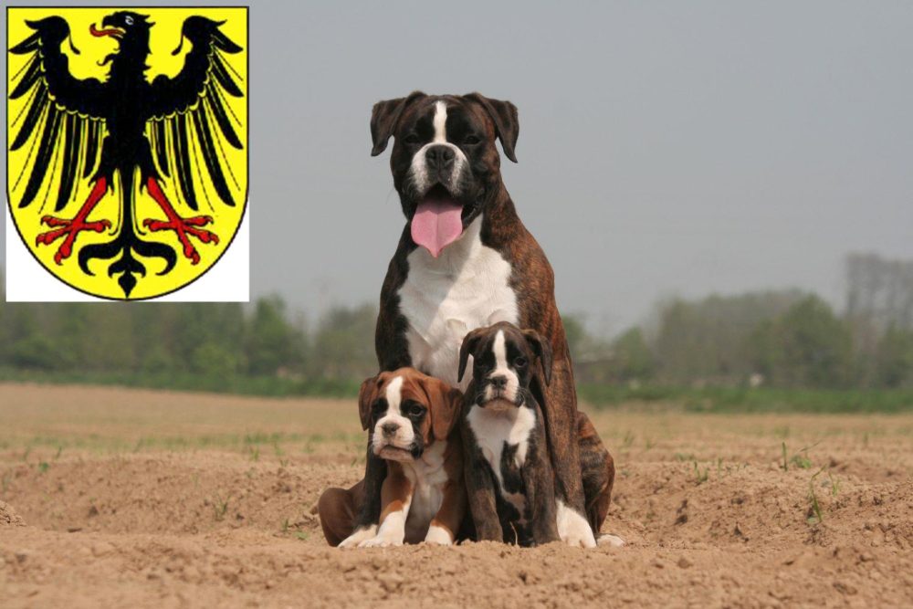 Boxer Züchter mit Welpen Lübben (Spreewald), Brandenburg