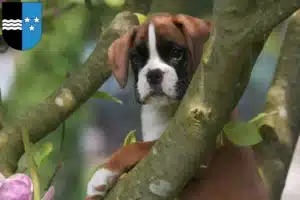 Mehr über den Artikel erfahren Boxer Züchter und Welpen in Aargau