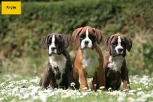 Mehr über den Artikel erfahren Boxer Züchter und Welpen im Allgäu