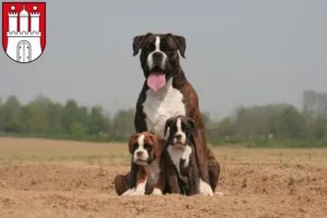 Mehr über den Artikel erfahren Boxer Züchter und Welpen in Altona