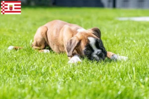 Mehr über den Artikel erfahren Boxer Züchter und Welpen in Bremen