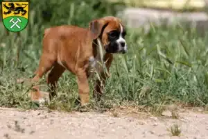 Mehr über den Artikel erfahren Boxer Züchter und Welpen im Erzgebirge