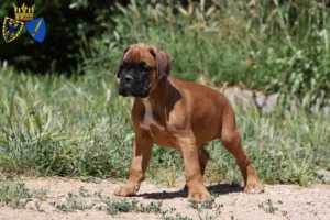 Mehr über den Artikel erfahren Boxer Züchter und Welpen in Essen