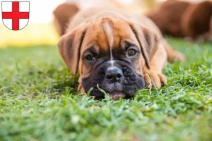 Mehr über den Artikel erfahren Boxer Züchter und Welpen in Freiburg im Breisgau