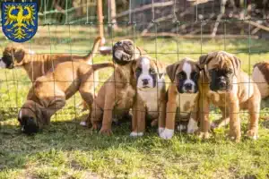 Mehr über den Artikel erfahren Boxer Züchter und Welpen in Germersheim