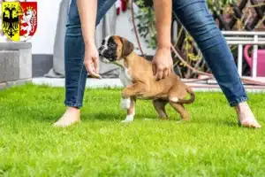 Mehr über den Artikel erfahren Boxer Züchter und Welpen in Görlitz