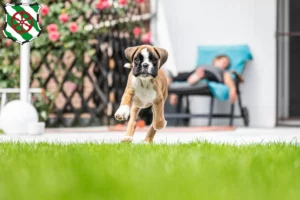 Mehr über den Artikel erfahren Boxer Züchter und Welpen in Gütersloh