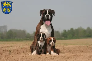 Mehr über den Artikel erfahren Boxer Züchter und Welpen in Homberg (Efze)