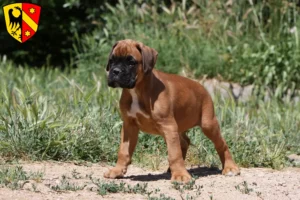 Mehr über den Artikel erfahren Boxer Züchter und Welpen in Kaufbeuren