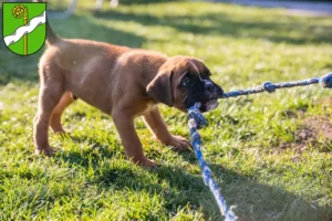 Mehr über den Artikel erfahren Boxer Züchter und Welpen in Kusel