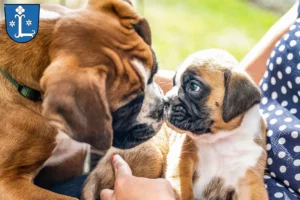 Mehr über den Artikel erfahren Boxer Züchter und Welpen in Leer (Ostfriesland)