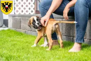 Mehr über den Artikel erfahren Boxer Züchter und Welpen in Lübeck