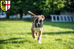 Mehr über den Artikel erfahren Boxer Züchter und Welpen in Memmingen