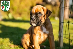 Mehr über den Artikel erfahren Boxer Züchter und Welpen in Oranienburg