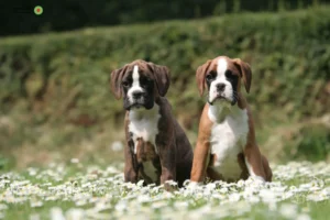 Mehr über den Artikel erfahren Boxer Züchter und Welpen im Schwarzwald