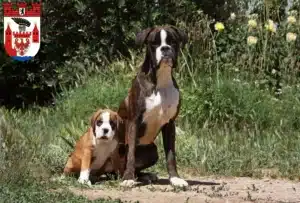 Mehr über den Artikel erfahren Boxer Züchter und Welpen in Spandau