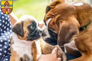 Mehr über den Artikel erfahren Boxer Züchter und Welpen in der Uckermark