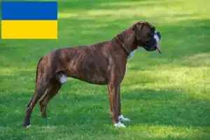 Mehr über den Artikel erfahren Boxer Züchter und Welpen in der Ukraine