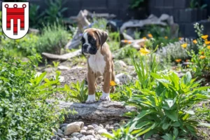 Mehr über den Artikel erfahren Boxer Züchter und Welpen in Vorarlberg