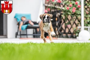 Mehr über den Artikel erfahren Boxer Züchter und Welpen in Weilheim in Oberbayern