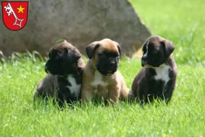 Mehr über den Artikel erfahren Boxer Züchter und Welpen in Worms