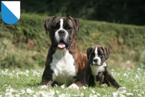 Mehr über den Artikel erfahren Boxer Züchter und Welpen in Zürich