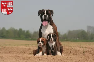 Mehr über den Artikel erfahren Boxer Züchter und Welpen in Zwickau