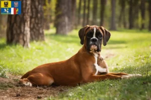 Mehr über den Artikel erfahren Boxer Züchter und Welpen in Mähren-Schlesien