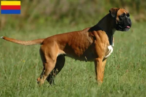 Mehr über den Artikel erfahren Boxer Züchter und Welpen in Nordholland