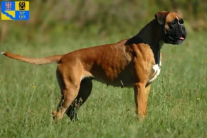 Mehr über den Artikel erfahren Boxer Züchter und Welpen in Olmütz