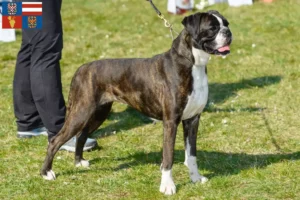 Mehr über den Artikel erfahren Boxer Züchter und Welpen in Südmähren